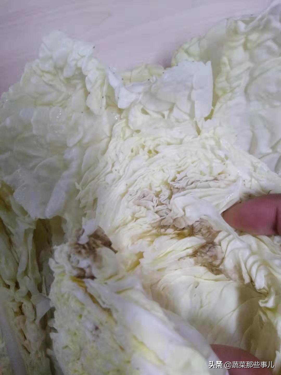 大白菜容易烂是怎么回事,娃娃菜干烧心的防治措施