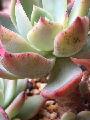 多肉植物煤烟病的治疗方法,多肉植物煤烟病是什么样子