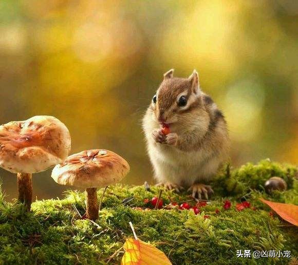 松鼠肺炎症状怎么判断,松鼠传染病