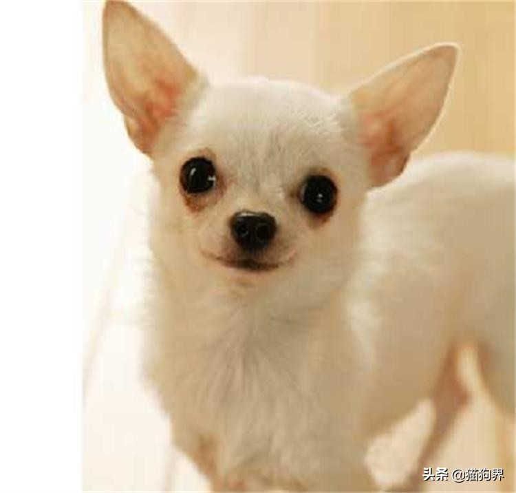 狗狗眼病症状有哪些表现,狗狗生病的危险信号