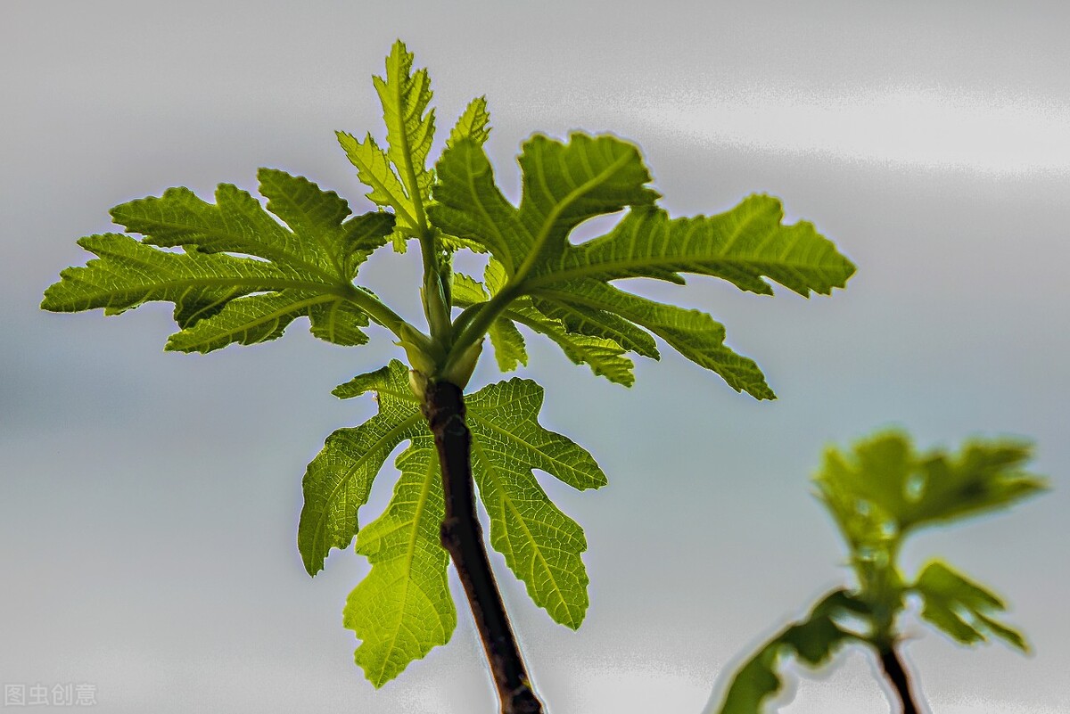 网上买的果树苗为啥栽不活,网上买的果树苗怎么存活率高