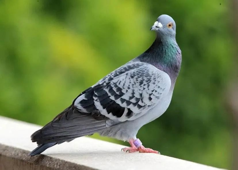 赛鸽大肠杆菌用活菌管用吗,养赛鸽技巧