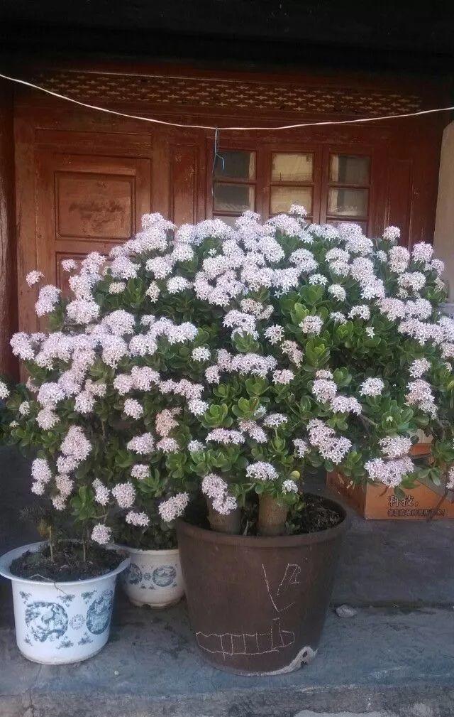 富贵花金玉满堂怎么栽培,6种长寿花能活一百年漂亮又吉利