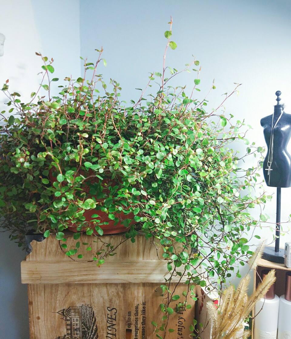 100种适合室内养的植物盆栽,10种适合室内摆放的花卉盆栽推荐