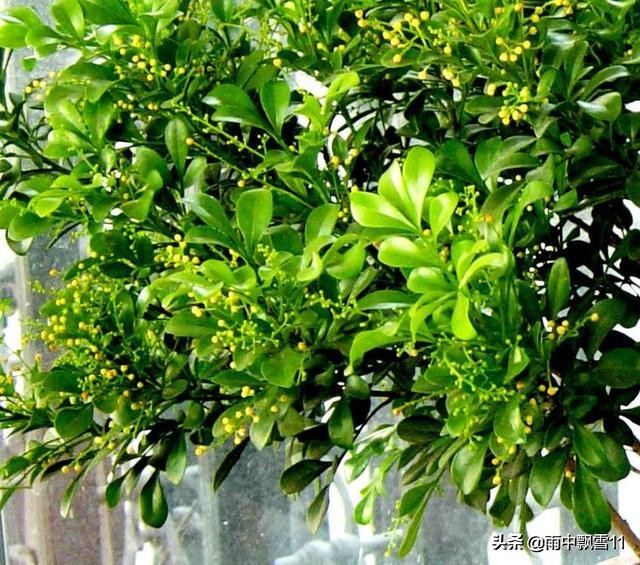 米兰花的养殖方法及管理技巧,米兰花养殖方法和注意事项