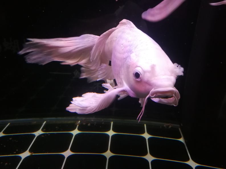 什么情况下使用硝化细菌,干粉硝化细菌正确使用方法