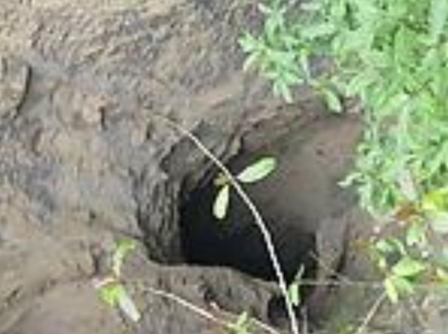 日本抓到的野人,日本野人被抓了吗