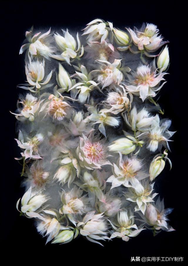 鲜花摄影作品欣赏,高清鲜花美图