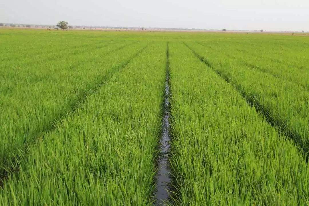 水稻田漏水用什么方法解决,水稻施肥了田水漏了要补施吗