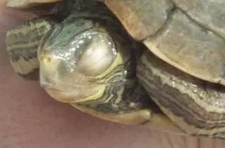 谈谈我个人对于宠物龟常见疾病的治疗与预防