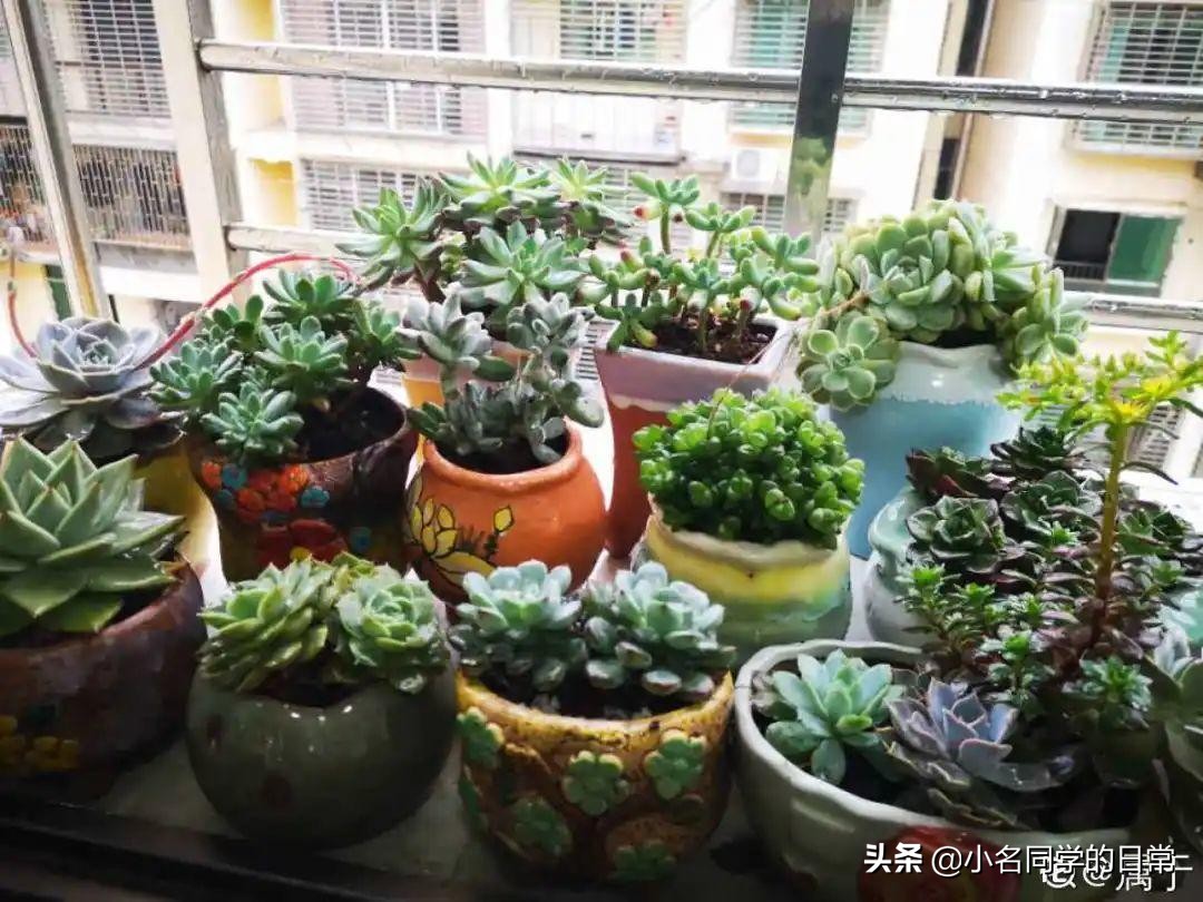 水里加点碳，根系壮得撑破盆，长出满盆萝卜根