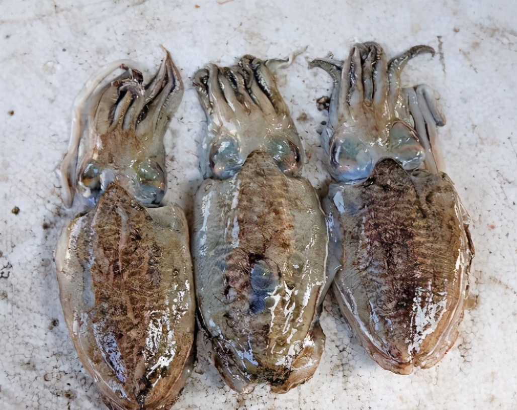 墨鱼里的墨真的是墨汁吗,墨鱼的墨汁是什么成分的