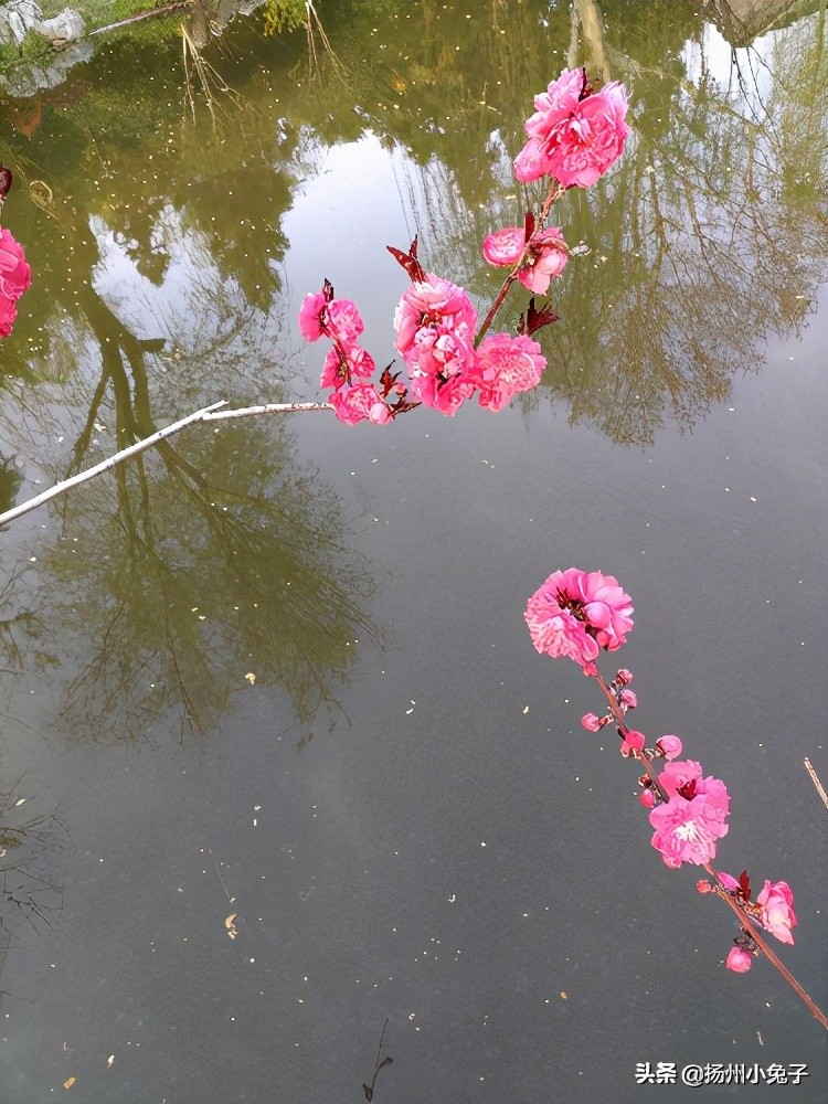 桃花开杏花落是谚语吗,桃花开杏花谢的下句