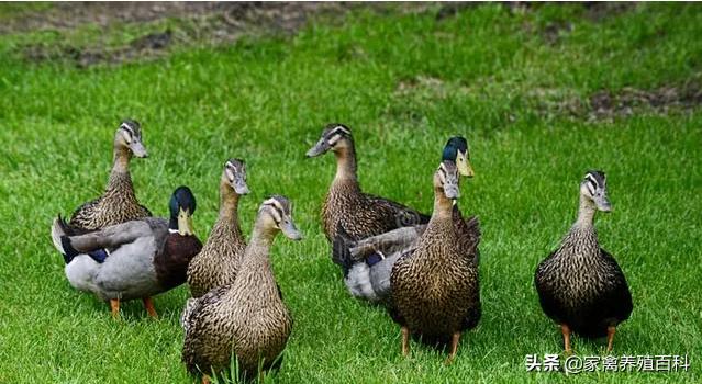 鸭子粪便稀,鸭子拉白稀粪会死掉是怎么回事