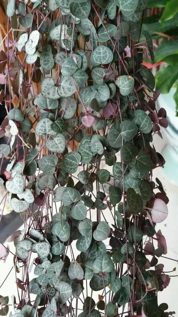 多肉吊兰哪种比较好养,哪种吊兰多肉耐寒耐晒