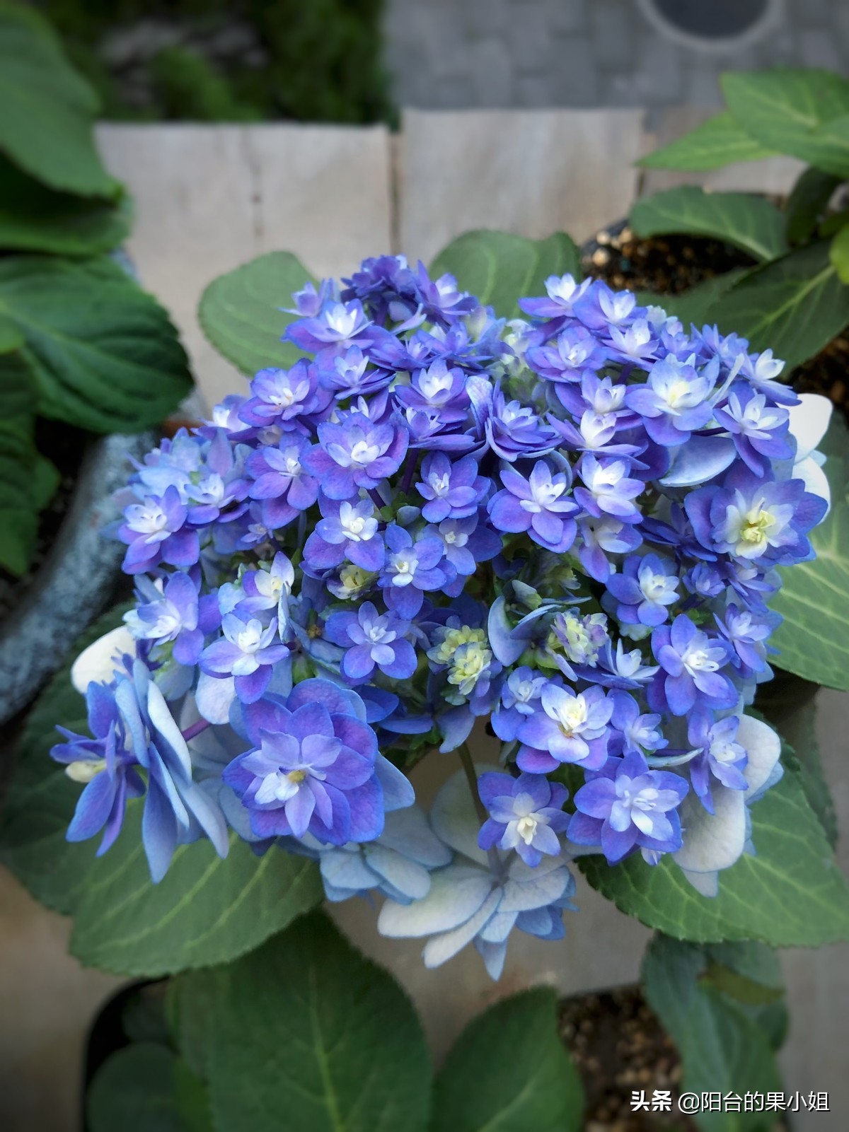 一年四季开花的绣球名字,6个颜色的绣球一起种