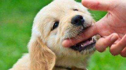 狗狗拉稀呕吐白色泡沫怎么回事,狗狗呕吐白色的泡沫吃什么药