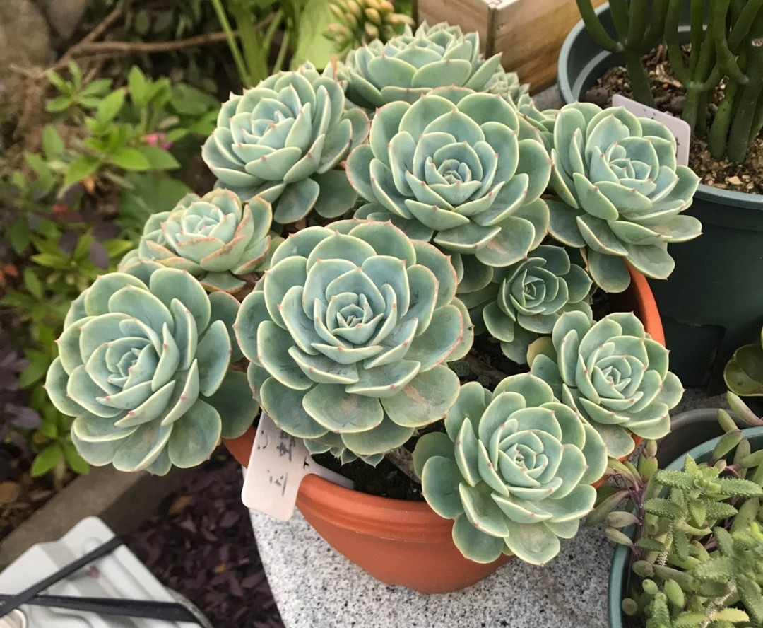 多肉爱长草怎么办,多肉爱火怎么养