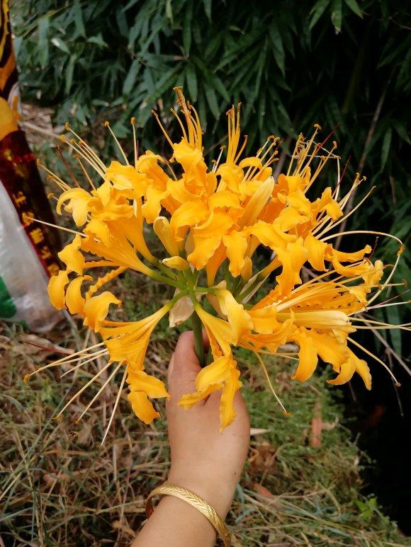 无意间发现了一株幽灵花,大山深处难得一见的幽灵花