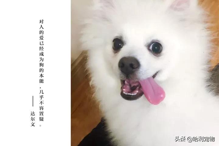 银狐犬爱掉毛吗,银狐犬讨人喜欢