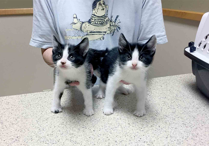 15岁猫咪慢性肾病治疗,猫咪肾病