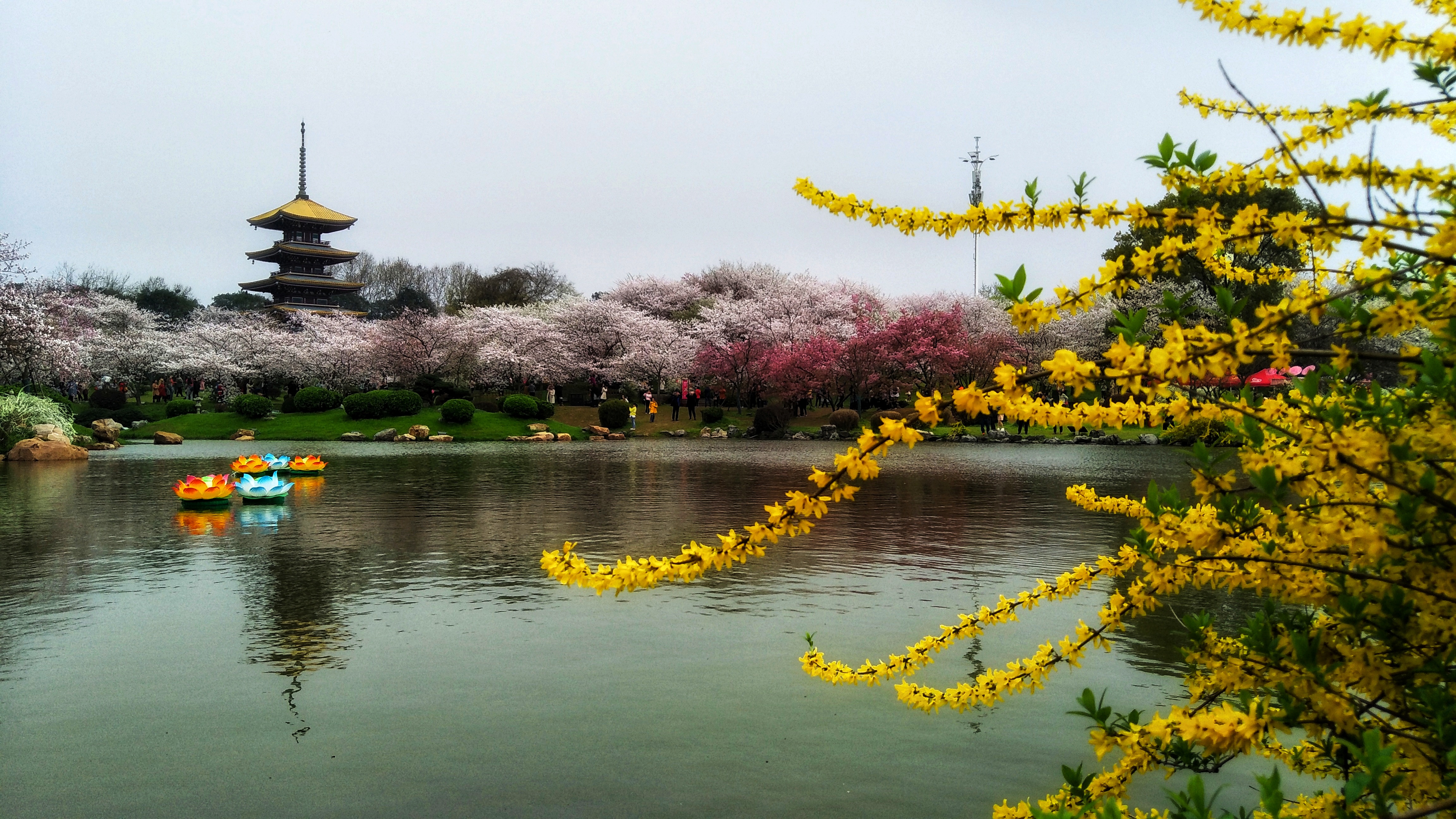 武汉赏樱之旅,武汉东湖樱园赏樱