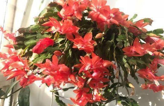 黄豆沤肥怎样才能没有臭味,买的发酵好的黄豆饼肥还有臭味吗