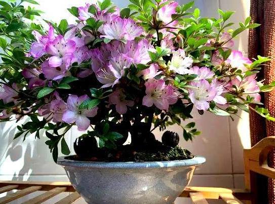 花草叶子干枯蔫了怎么回事,花缺水叶子都蔫了多久能恢复