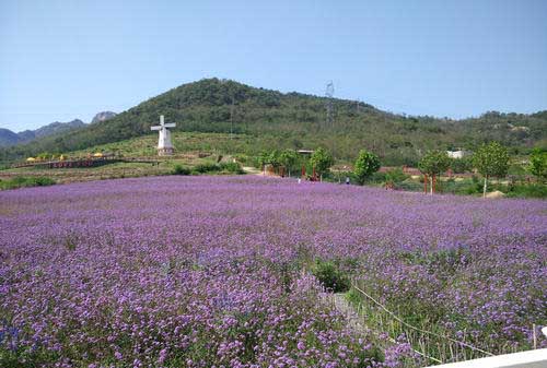 上海衣草公园迎来衣草盛花期,赏花季节不要错过薰衣草