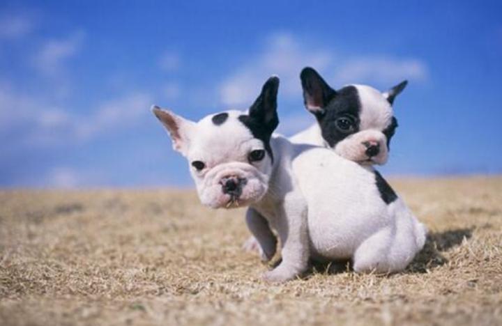 狗狗拉大便困难怎么办,狗狗大便稀软怎么回事