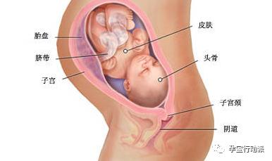 孕期周刊，第三十三周