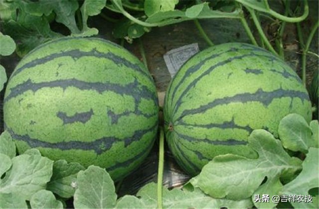 早春大棚西瓜种植管理技术,春季大棚西瓜种植技术完整版