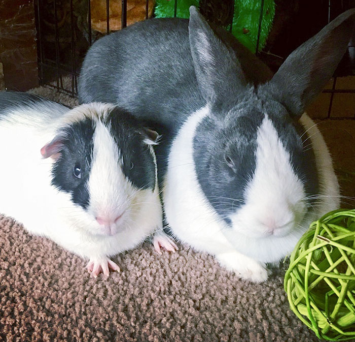 当不同物种的小动物们忽然“撞衫”…同款配色双倍的可爱