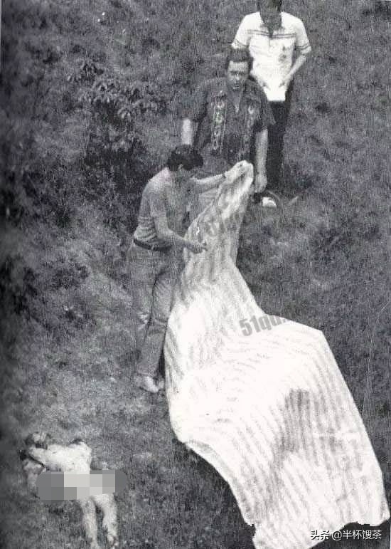 烟云江湖历史真相,烟雨江湖事件