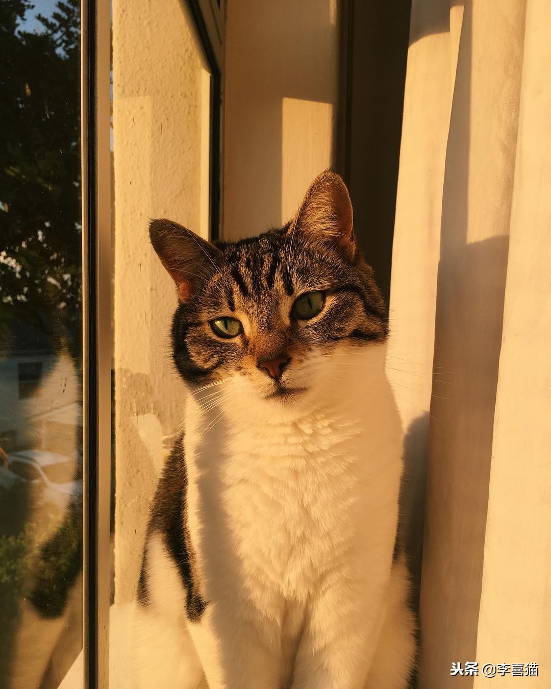 猫咪过冬湿粮怎么办,猫咪过冬空调开多少度