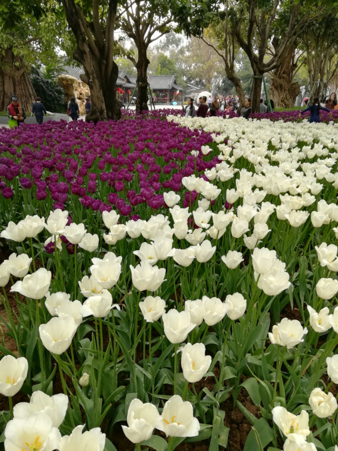 青秀山奇幻之旅,南宁2022奇妙之旅