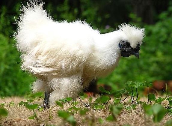 乌鸡为什么越养越贵,养乌鸡会更赚钱吗