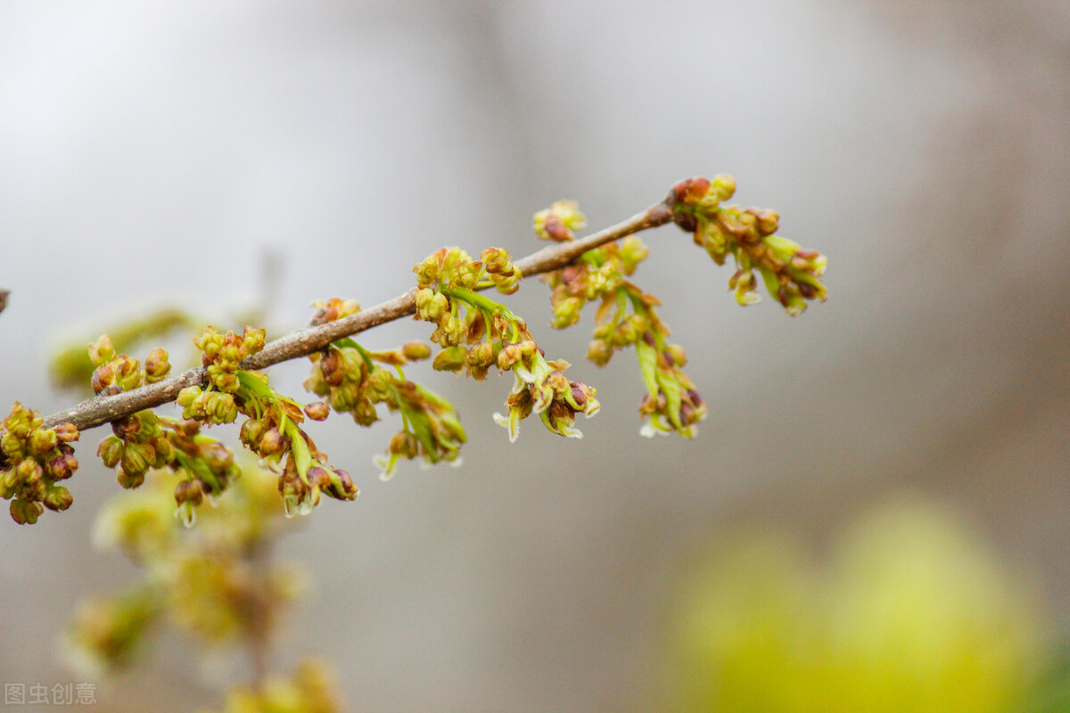 上外立泰语言文化学院怎么样,上海外国语大学立泰学院招生标准