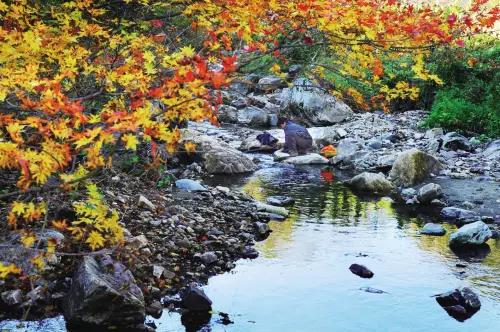 大连枫叶最佳观赏时间,大连枫叶红视频
