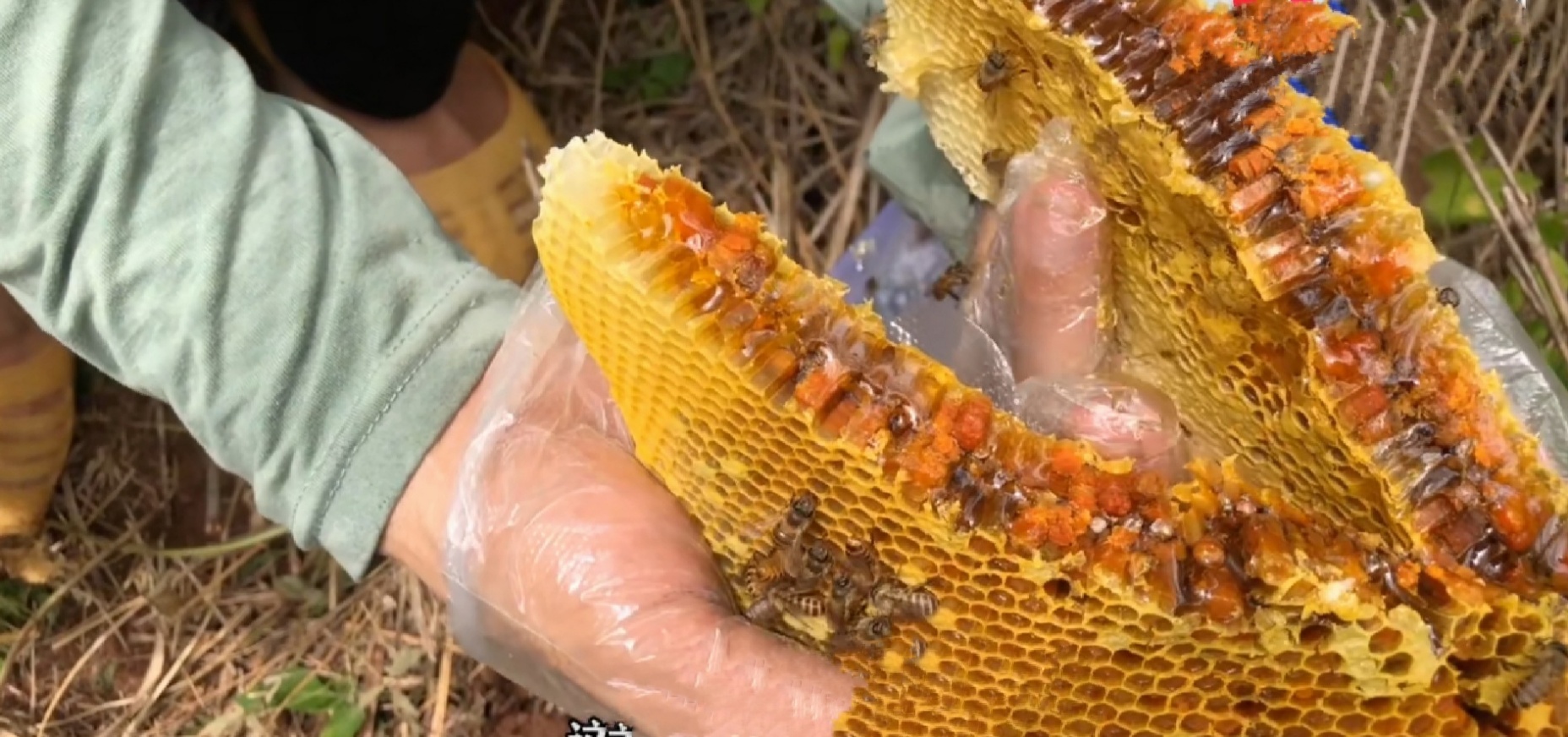 摘野生蜂窝吃蜜,荒山野岭野生蜂窝