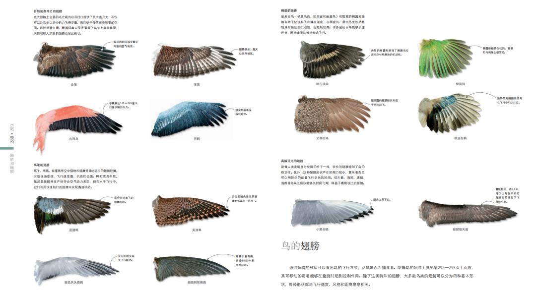 揭秘动物世界的“冷知识”,动物世界中的奇妙之处