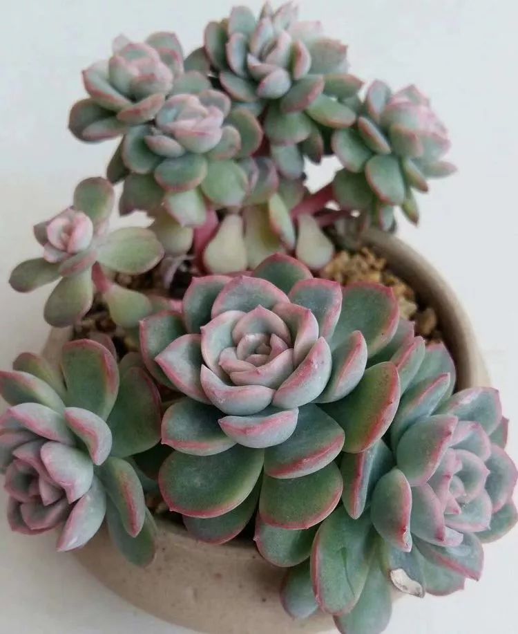 最美的20种多肉,15种最美的多肉