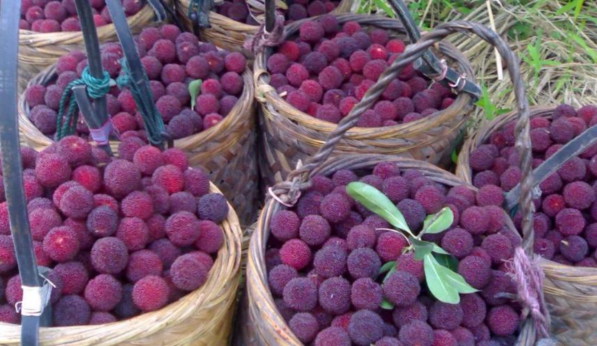 杨梅采收期间要注意什么,杨梅采摘后管理技术