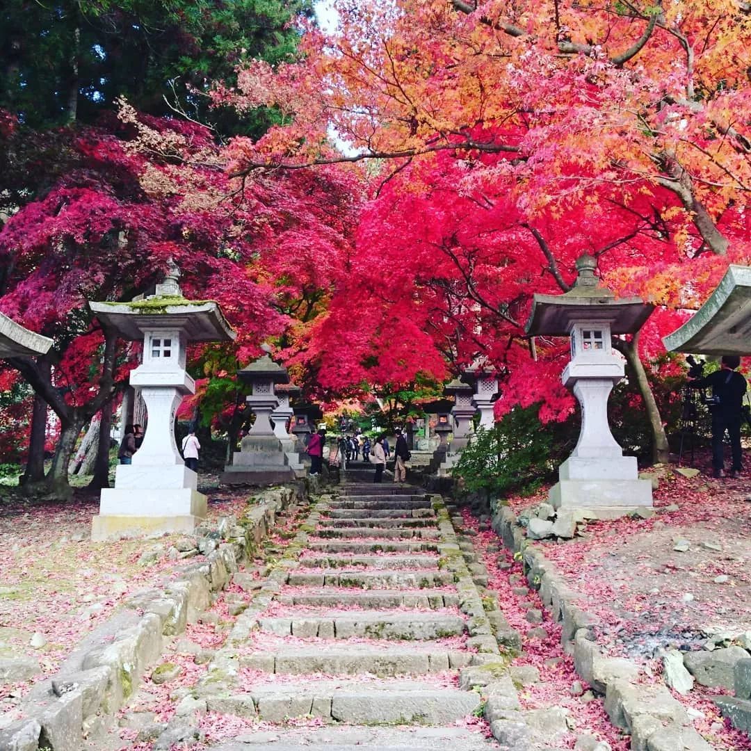 做个‘追枫少女’领略红叶之美！