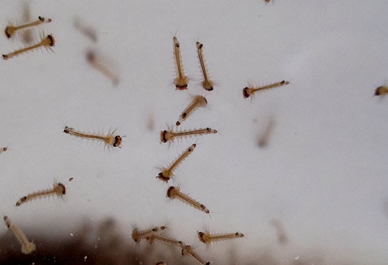 欧洲麦穗鱼泛滥,麦穗鱼入侵哪些国家