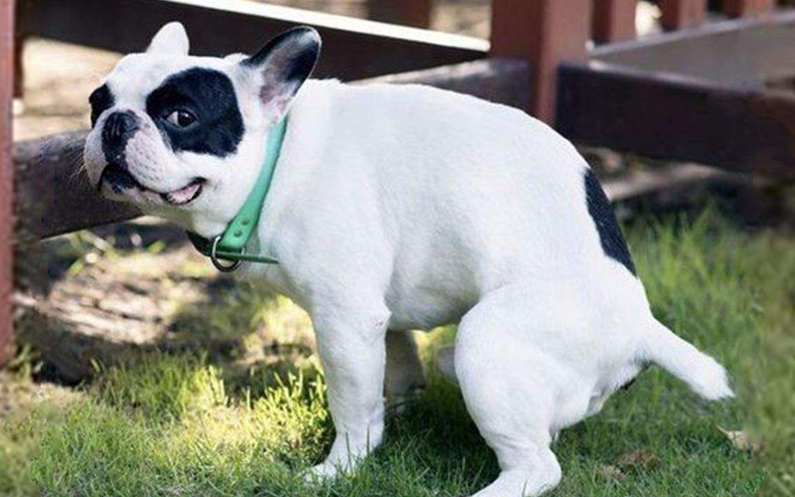 狗狗定点大小便晚上怎么办,狗狗会定点大小便