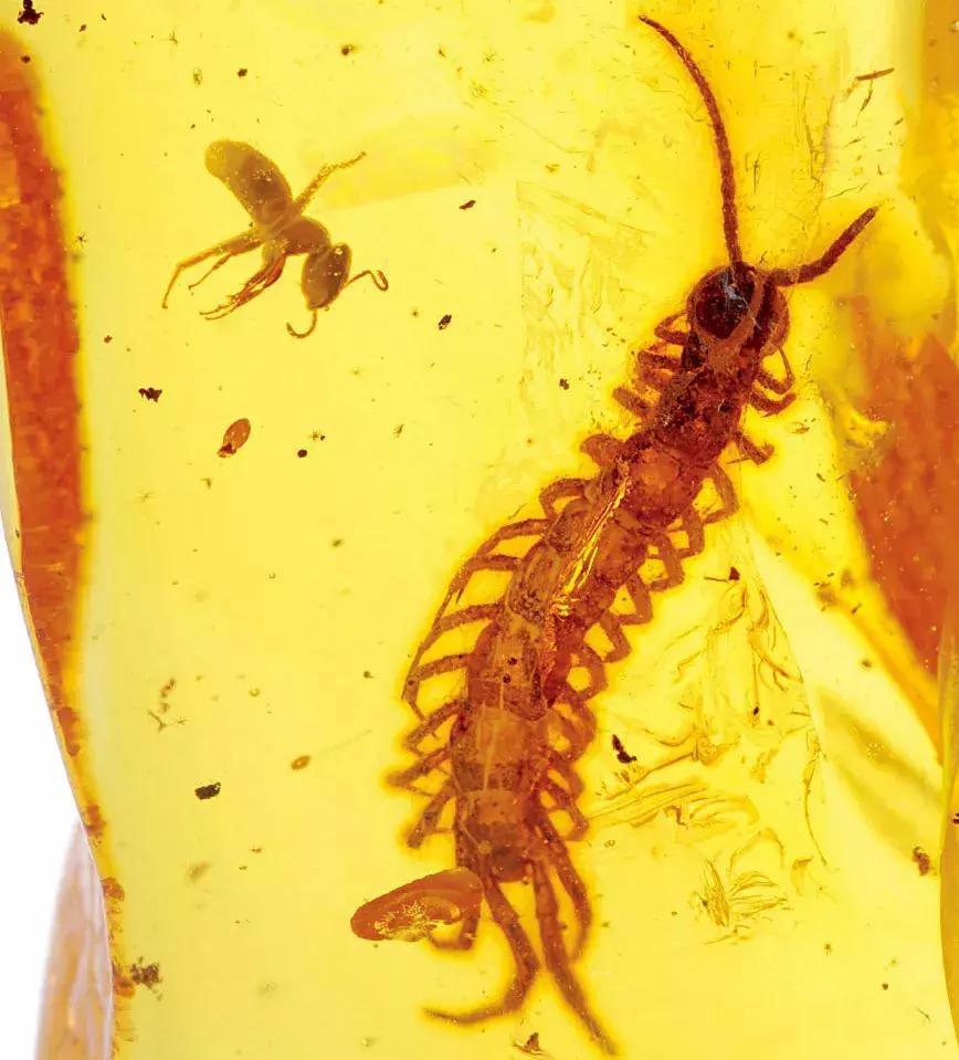 波罗的海琥珀融化,波罗的海琥珀俄罗斯料