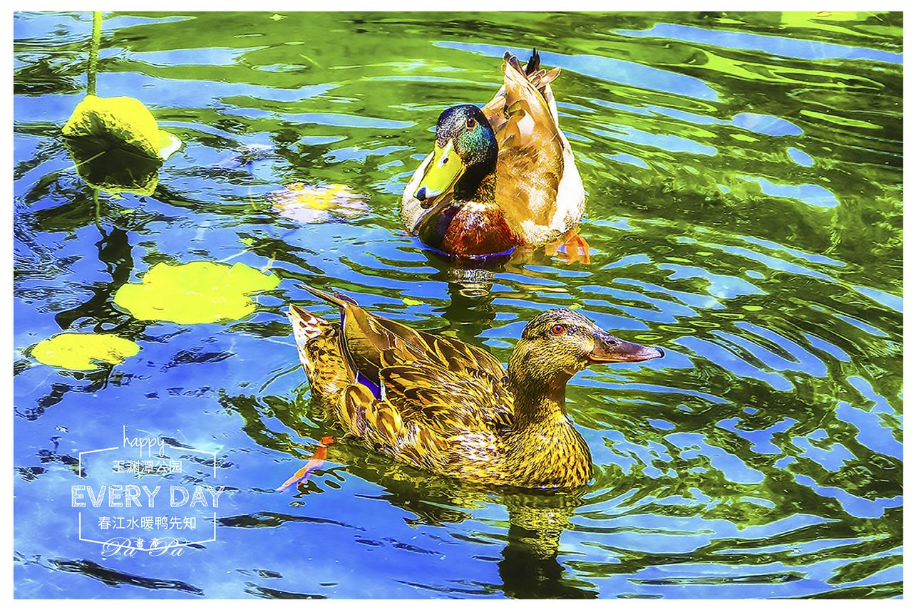 *今条头日**“特赐黄马褂”，彰显创作者身份尊贵的象征