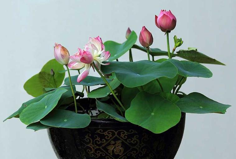荷花盆栽土怎么准备才能养活呢,令箭荷花换盆用什么土最好