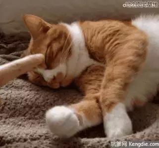 百雀羚联名故宫,百雀羚上新了故宫联名